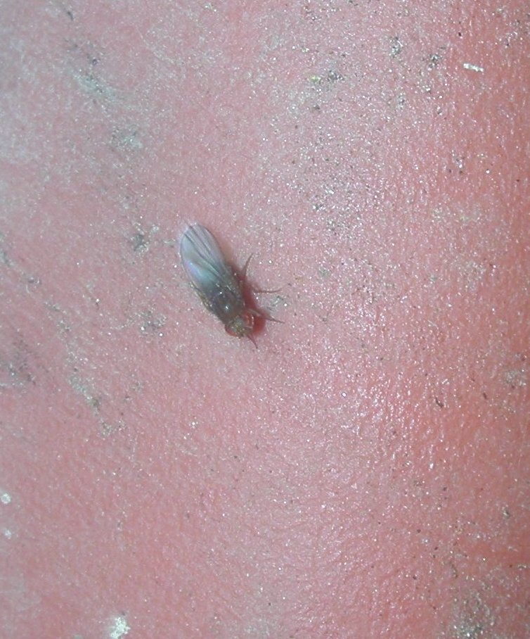 Piccolo moscerino: Drosophilidae.
